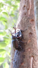 Trypoxylus dichotomus tsunobosonis