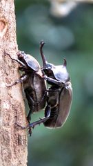 Trypoxylus dichotomus tsunobosonis