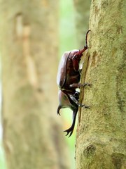 Trypoxylus dichotomus tsunobosonis