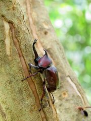 Trypoxylus dichotomus tsunobosonis