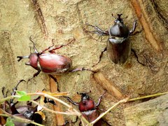 Trypoxylus dichotomus tsunobosonis