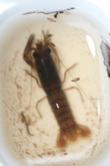 Cherax preissii