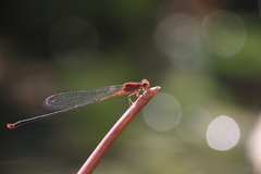 Pseudagrion pilidorsum declaratum