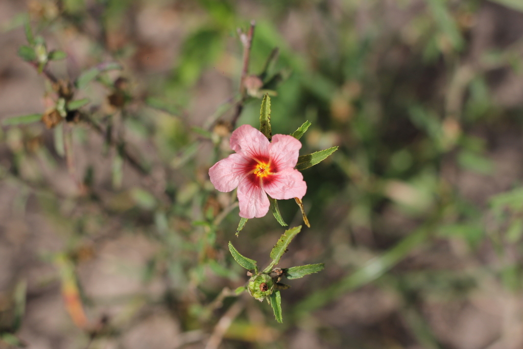 Sida anomala (Sida anomala)