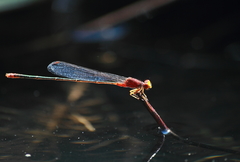 Pseudagrion pilidorsum declaratum