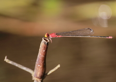 Pseudagrion pilidorsum declaratum