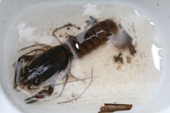 Cherax preissii