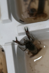 Cherax preissii