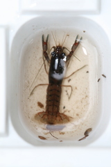 Cherax preissii