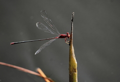 Pseudagrion pilidorsum declaratum