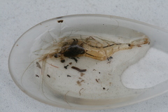 Palaemon australis