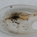 Palaemon australis - Photo (c) Loxley Fedec, algunos derechos reservados (CC BY-NC), subido por Loxley Fedec