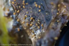 Sminthurides aquaticus