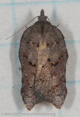 Acleris effractana