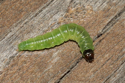 obaľovačovité (Tortricidae)