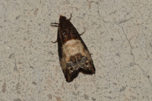 obaľovač trojbodý (Notocelia cynosbatella)