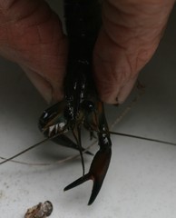 Cherax cainii