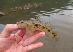 Glossogobius olivaceus