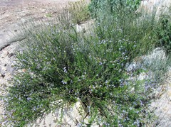 Lobostemon paniculatus