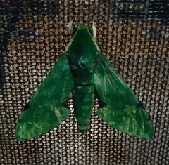 Euchloron megaera