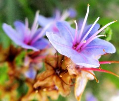 Lobostemon paniculatus