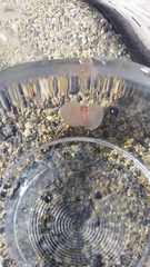 Gastropteron pacificum