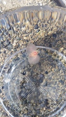 Gastropteron pacificum