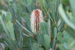 Banksia oreophila