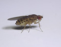 Drosophila busckii