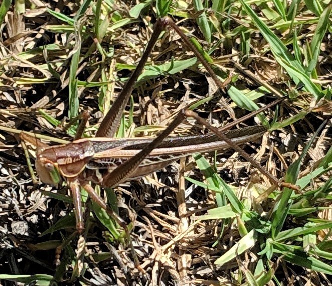 Metaballus mucronatus