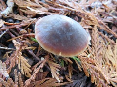 Macrocystidia cucumis