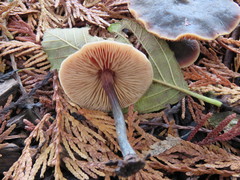 Macrocystidia cucumis