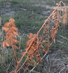Glycyrrhiza