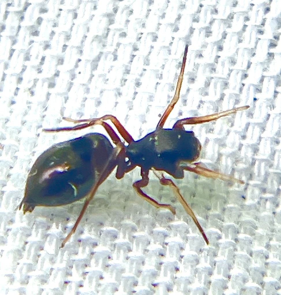 Peckhamia americana