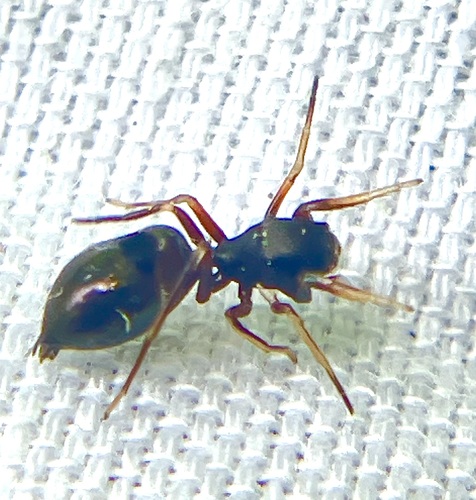 Peckhamia americana