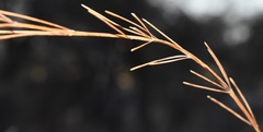 Asparagus officinalis