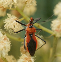Gminatus australis