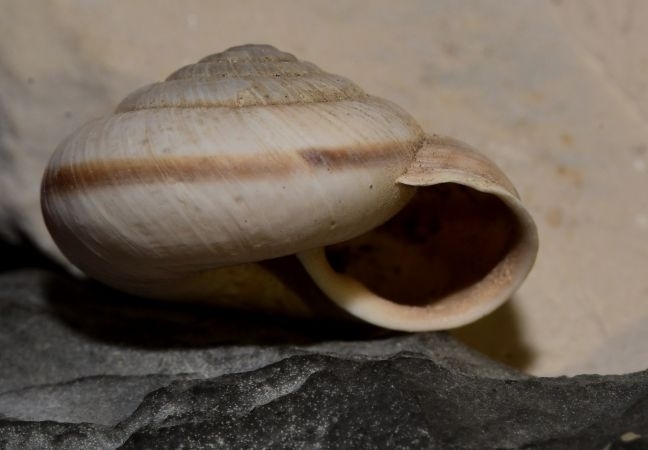 Chilostoma