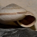 Chilostoma - Photo (c) Gaëtan Jouvenez, algunos derechos reservados (CC BY-NC), subido por Gaëtan Jouvenez