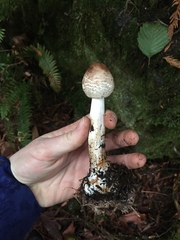 Rhacodium