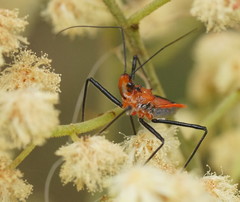 Gminatus australis
