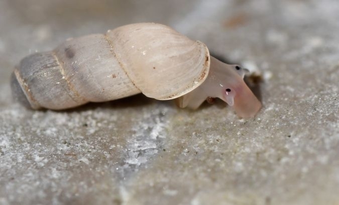 Looping Snail (Truncatella subcylindrica)  iNaturalist