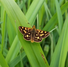 Carterocephalus skada