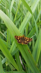 Carterocephalus skada
