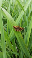 Carterocephalus skada