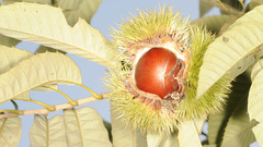 Castanea crenata