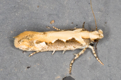 Ornativalva erubescens