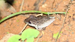 Craugastor fitzingeri