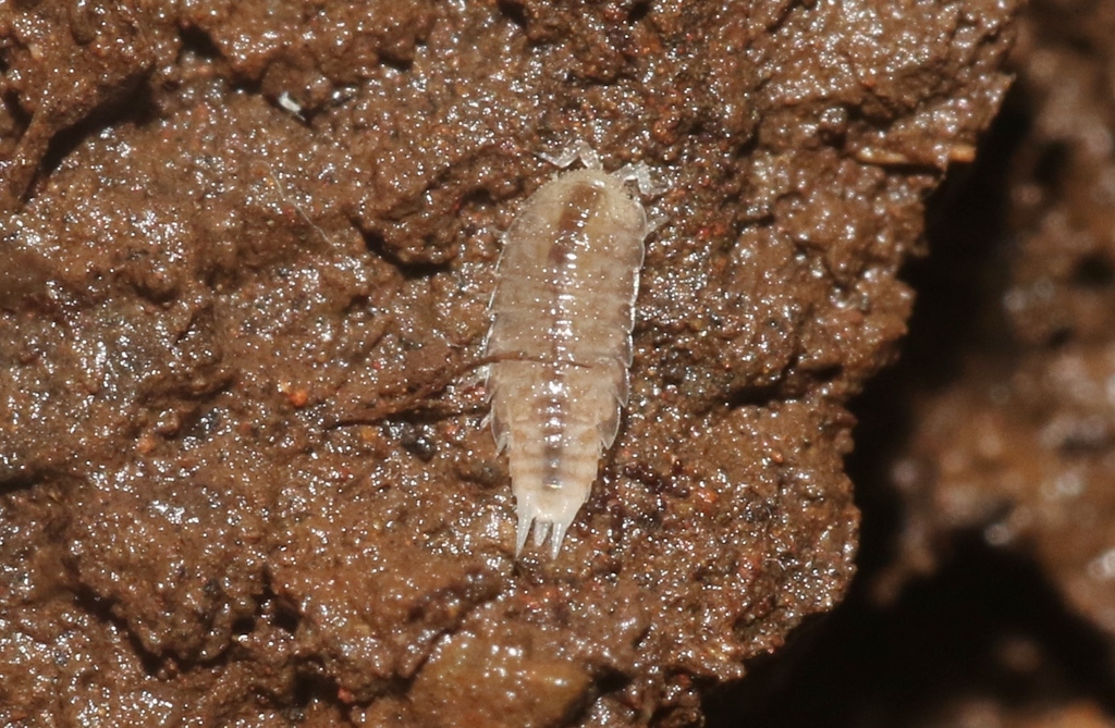 Styloniscus mauritiensis