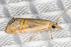 Euchromius californicalis